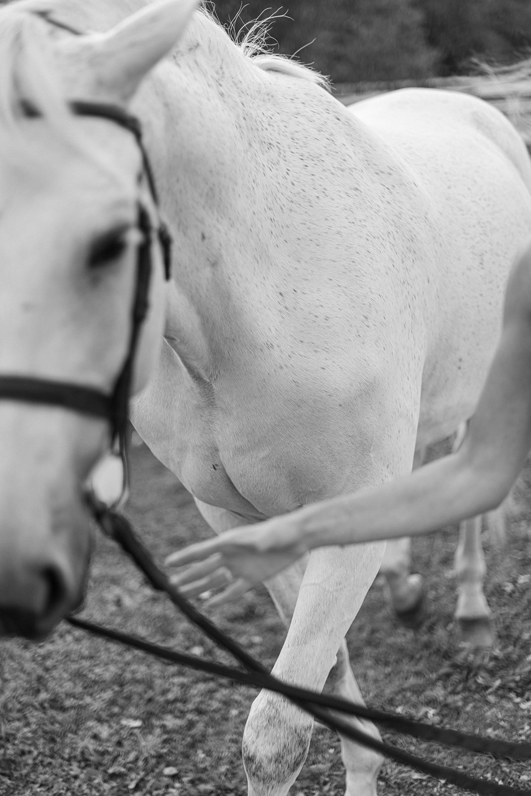 2022-Dun-Dor-Equestrian-0032_websize.jpg