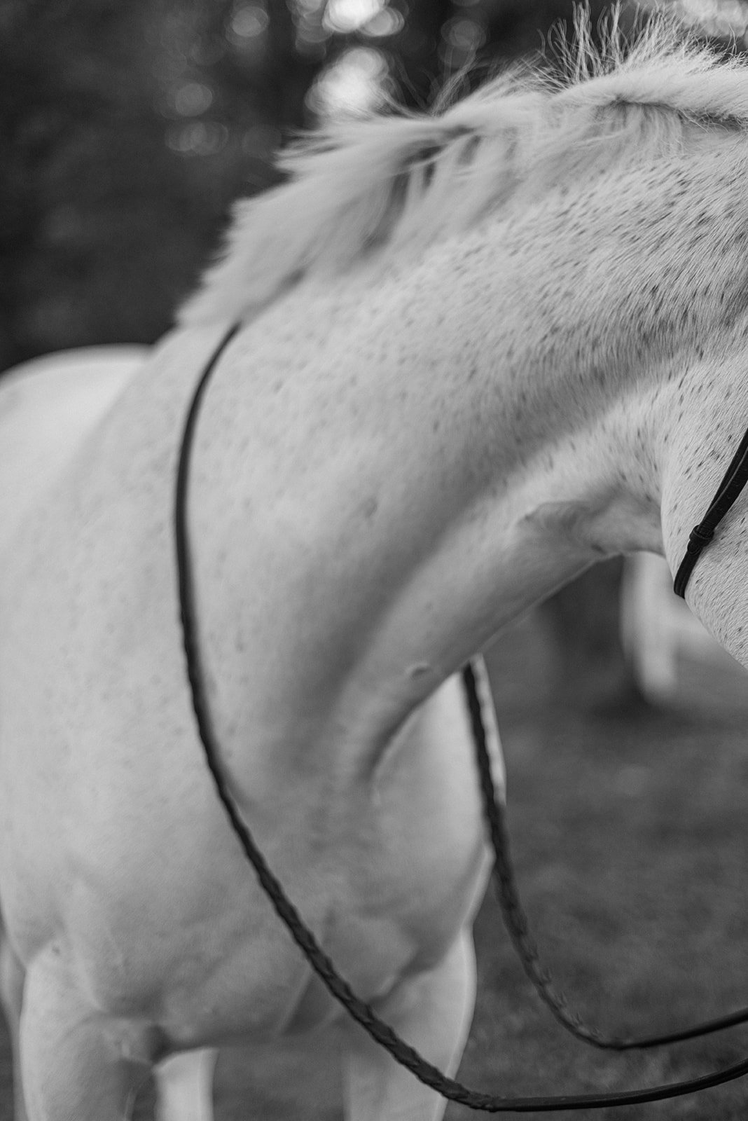 2022-Dun-Dor-Equestrian-0018_websize.jpg