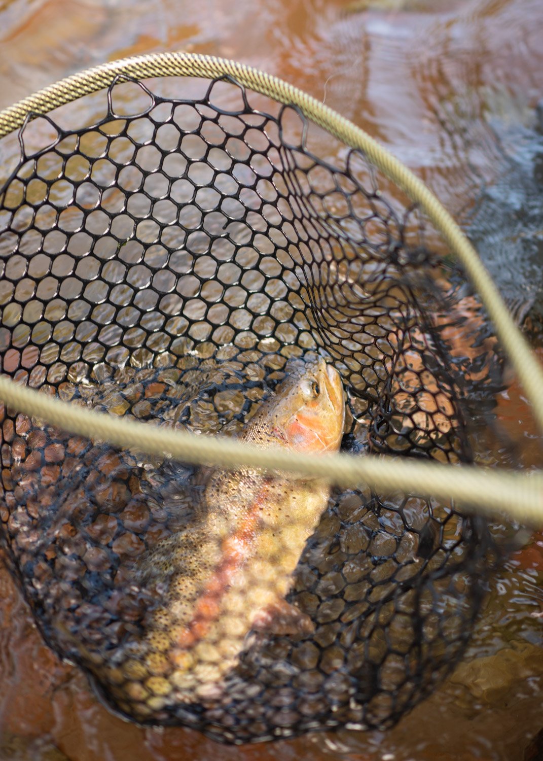 2019_hankas_flyfishing-0198.jpg