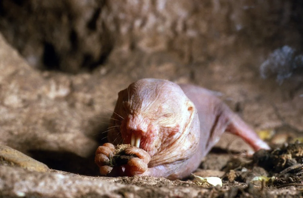 naked-mole-rat-wiliding-education-2.jpg