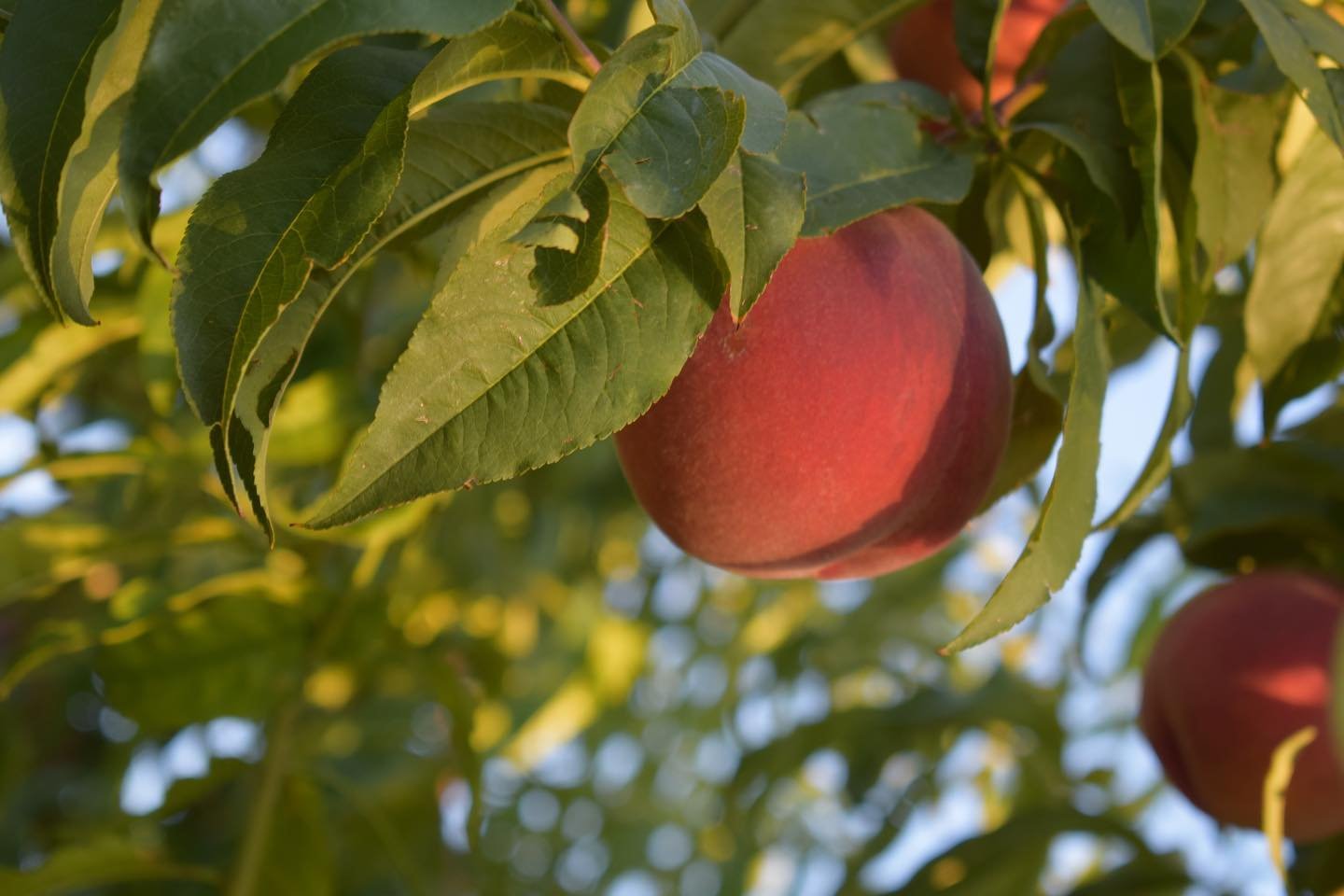 Caldwell, ID — Cherry Hill Farms