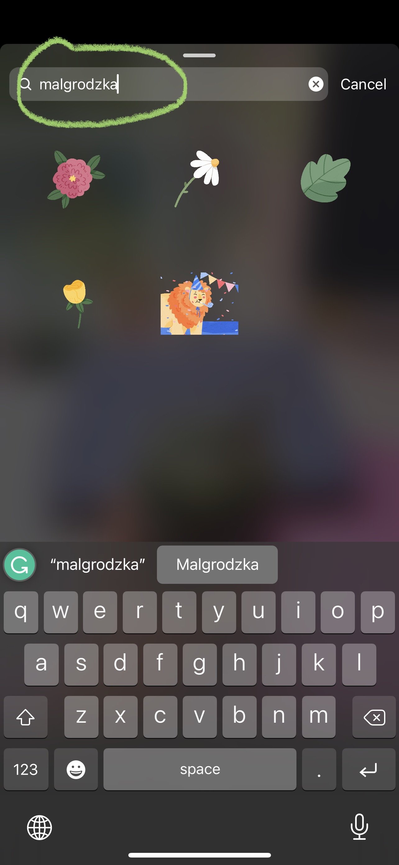 Type "malgrodzka" in the search bar