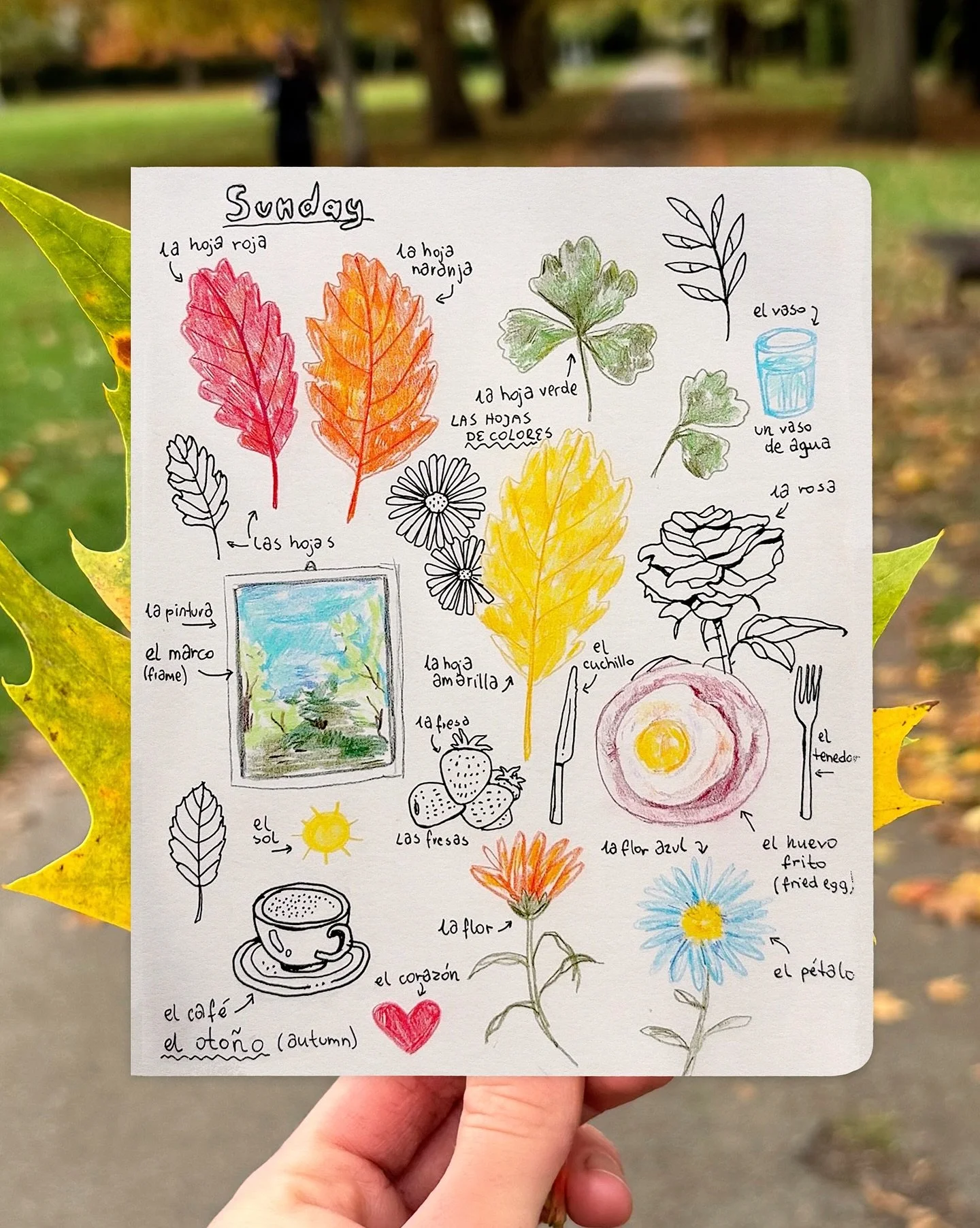 me and my ADHD are learning Spanish atm so bringing you along on the journey with some random sketchbook words and doodles 🌝🎨inspired by Sunday moments 🍁🍃☀️☕️

#sketchbook #illustrationdaily #autumndrawing #autumnvibes #fallsketchbook #drawyourda