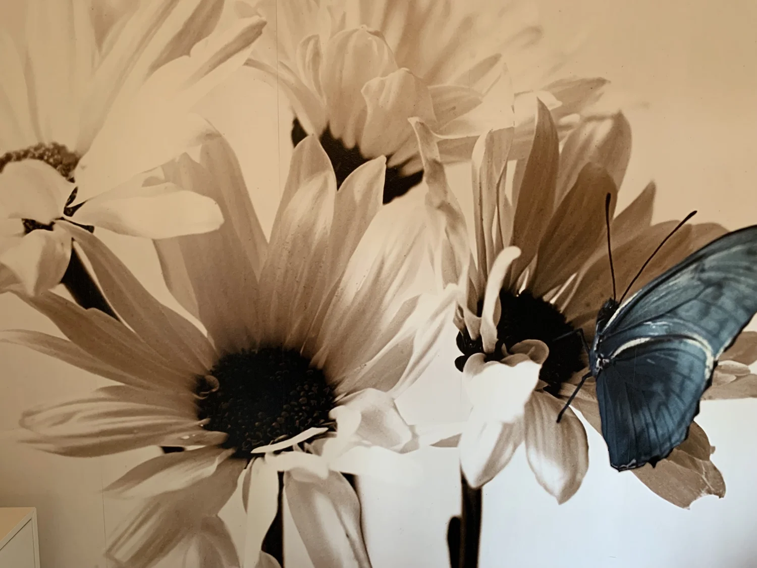 Nurturing Skin Care, skin care and makeup in Solana Beach