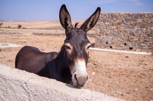 What's With That Donkey?