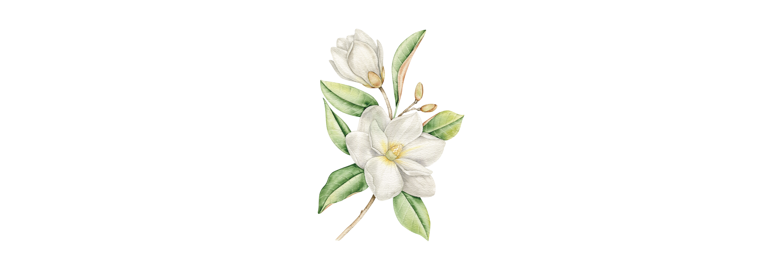 Magnolia2-01.png