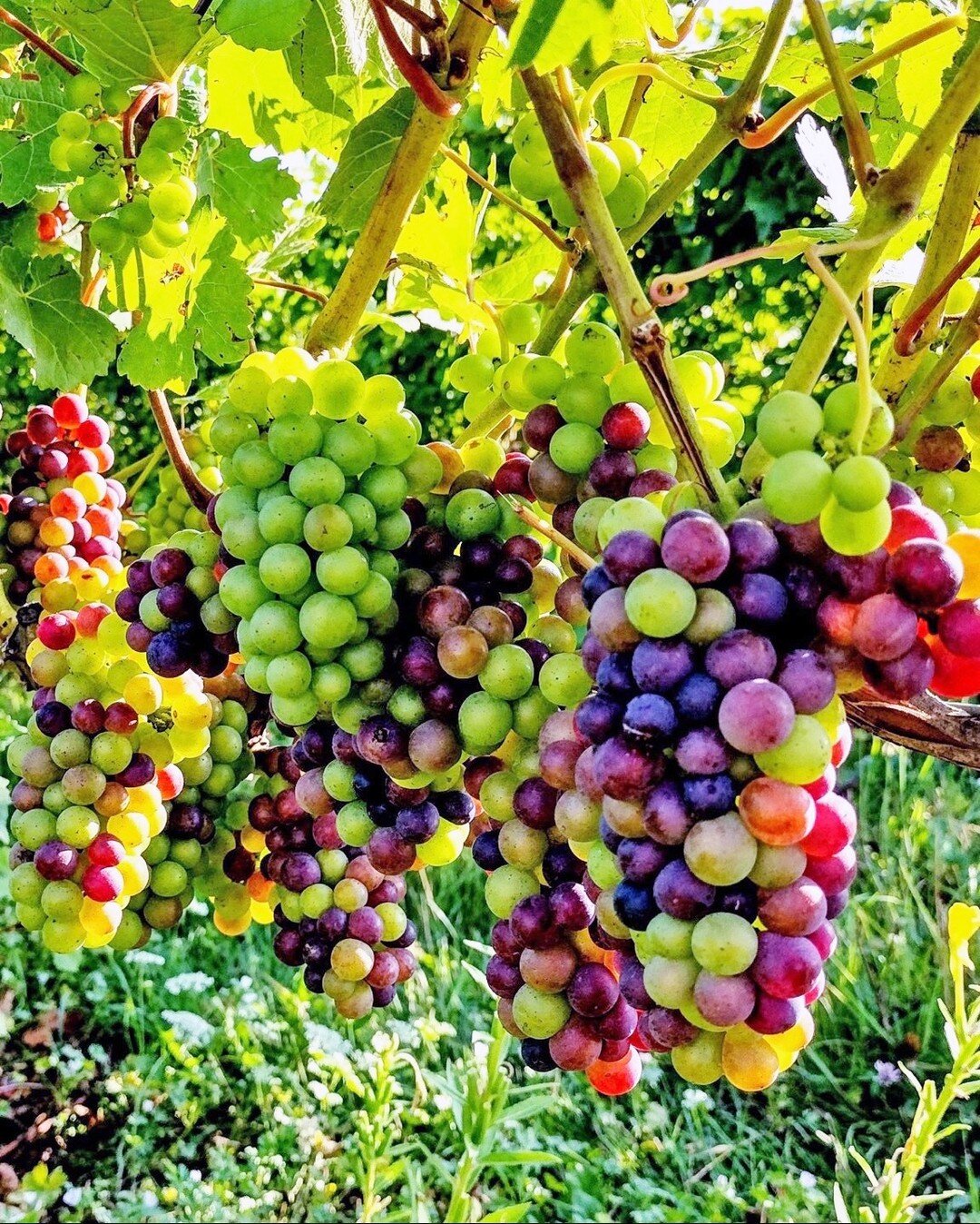 Have you ever noticed the uneven ripening of grape clusters? This beautiful mix of hues is called 'Veraison'--and the very definition of this word is &quot;change of color of the grape berries&quot;! 🍇

Throughout veraison, organic acidity levels de