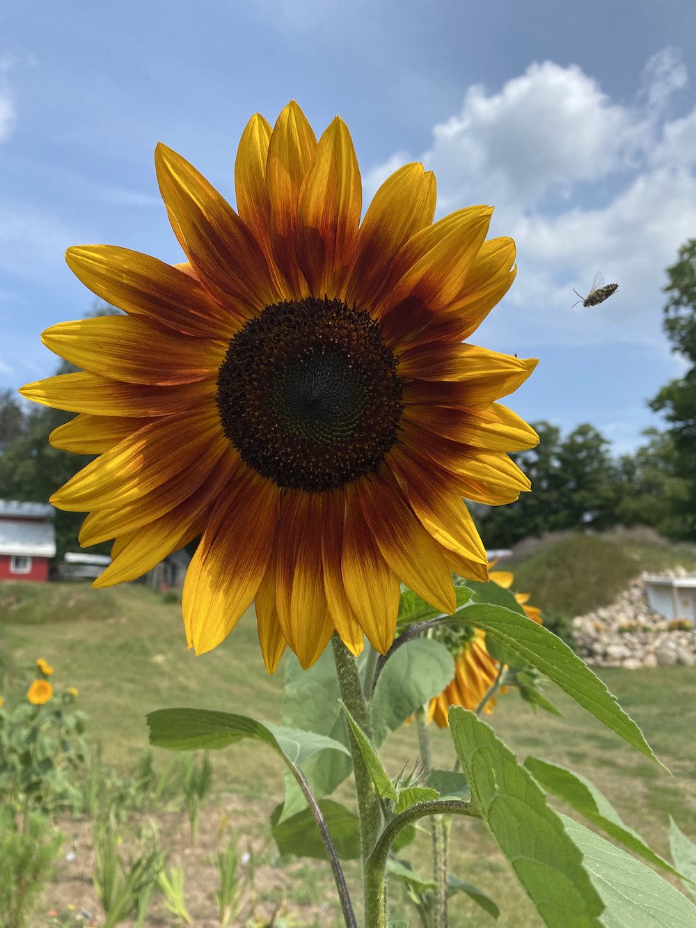 Brown Sunflower at Maple Leaf Farm 