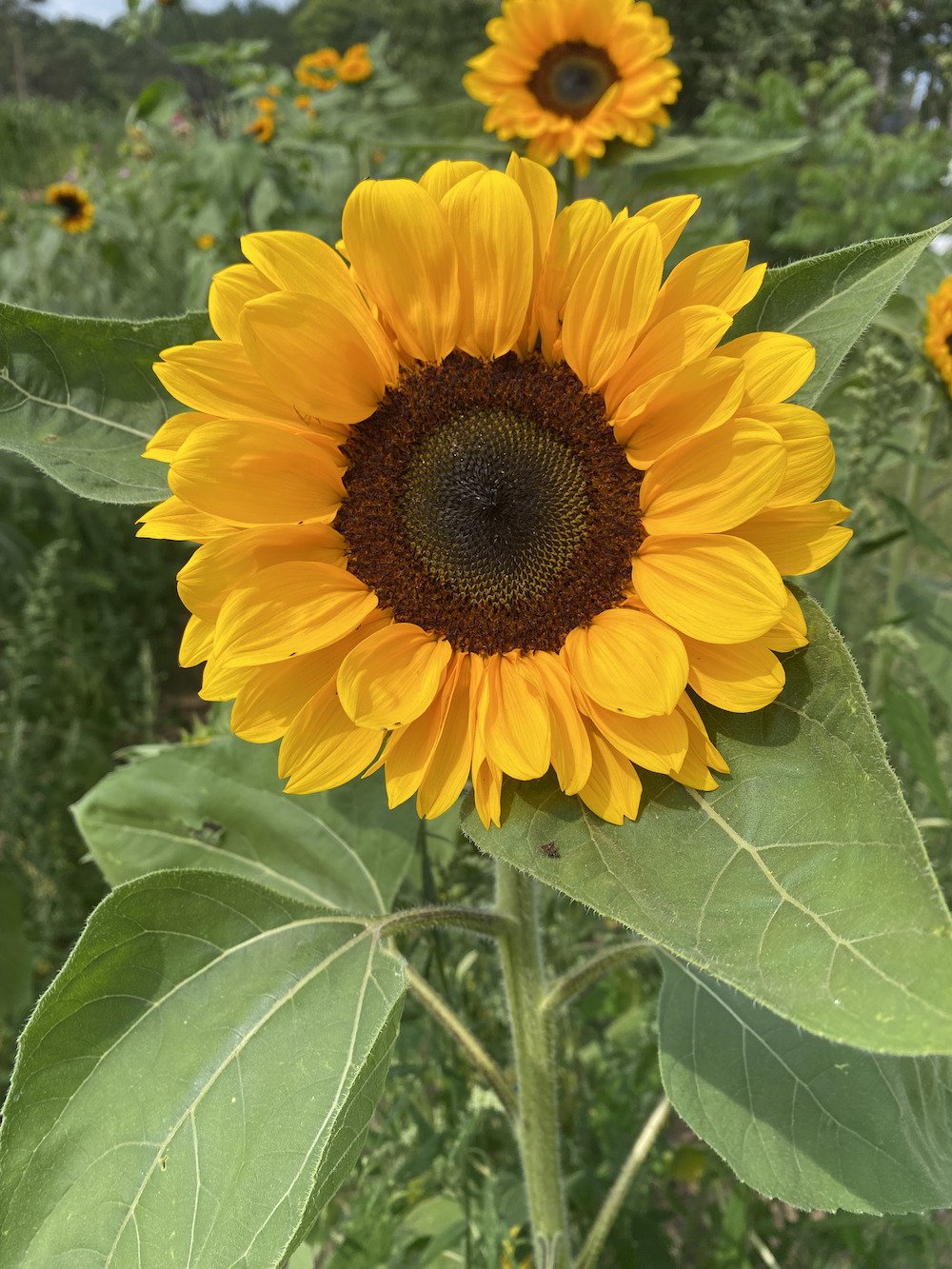 Yellow Sunflower at Maple Leaf Farm