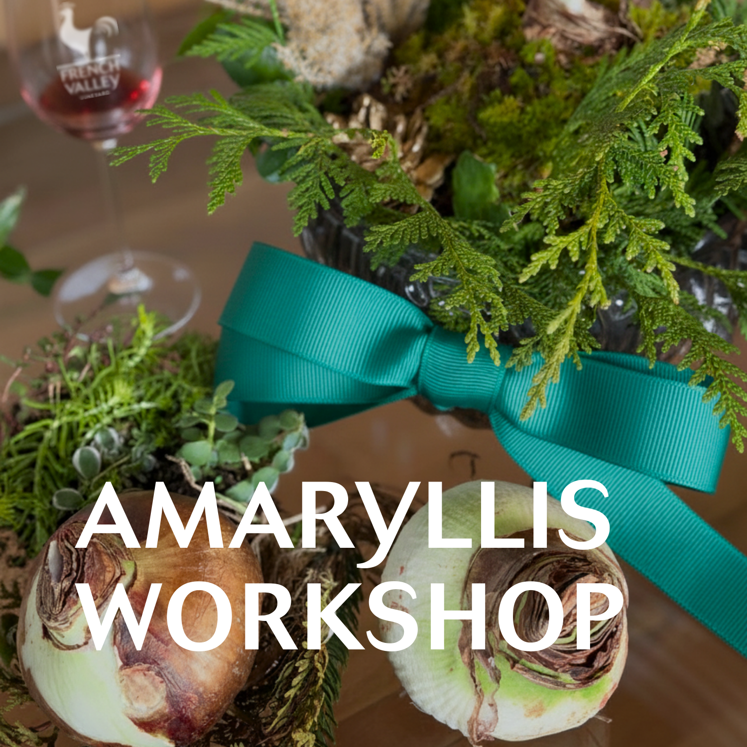 Amaryllis Workshop at French Valley