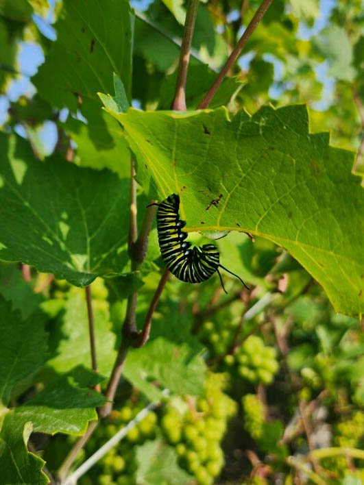 Monarch-Caterpillar-Bellago-Northfarm