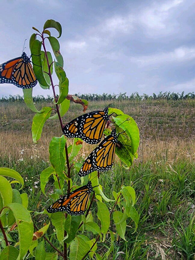 monarchs-bellago-northfarm
