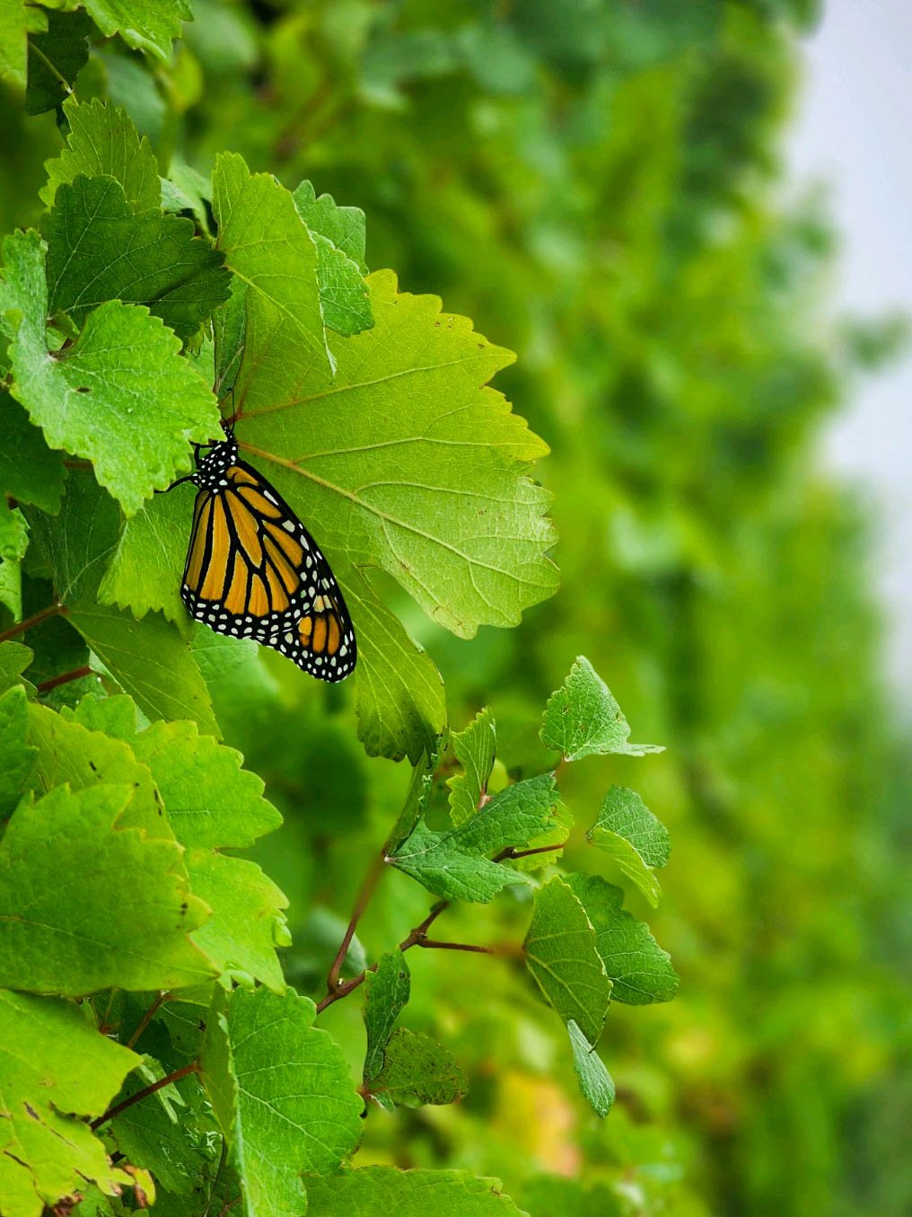 monarch-grapevine-bellago-northfarm
