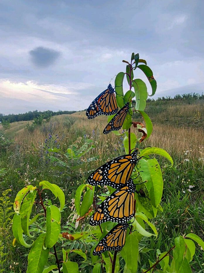 monarchbutterflies-bellago-northfarm