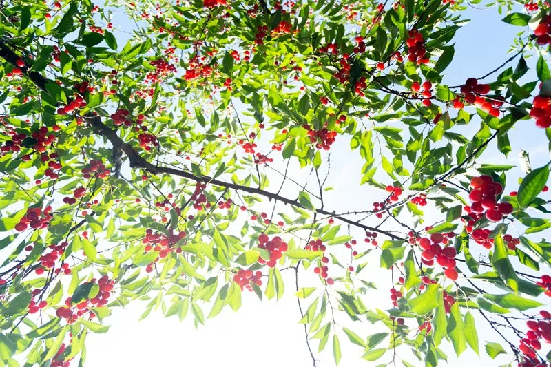 A Guide to Agritourism in Traverse City