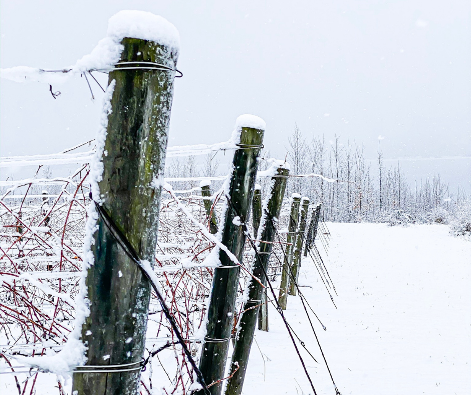 Extreme cold event advisory: Field observations and bud hardiness status in northwest Michigan vineyards