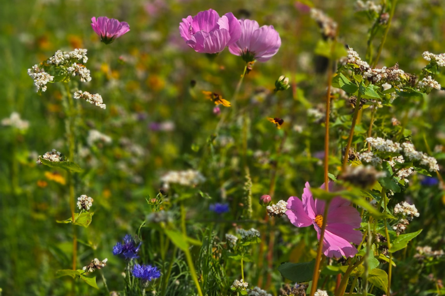 In the Vineyard; Planting Cover Crops for Healthier Soil
