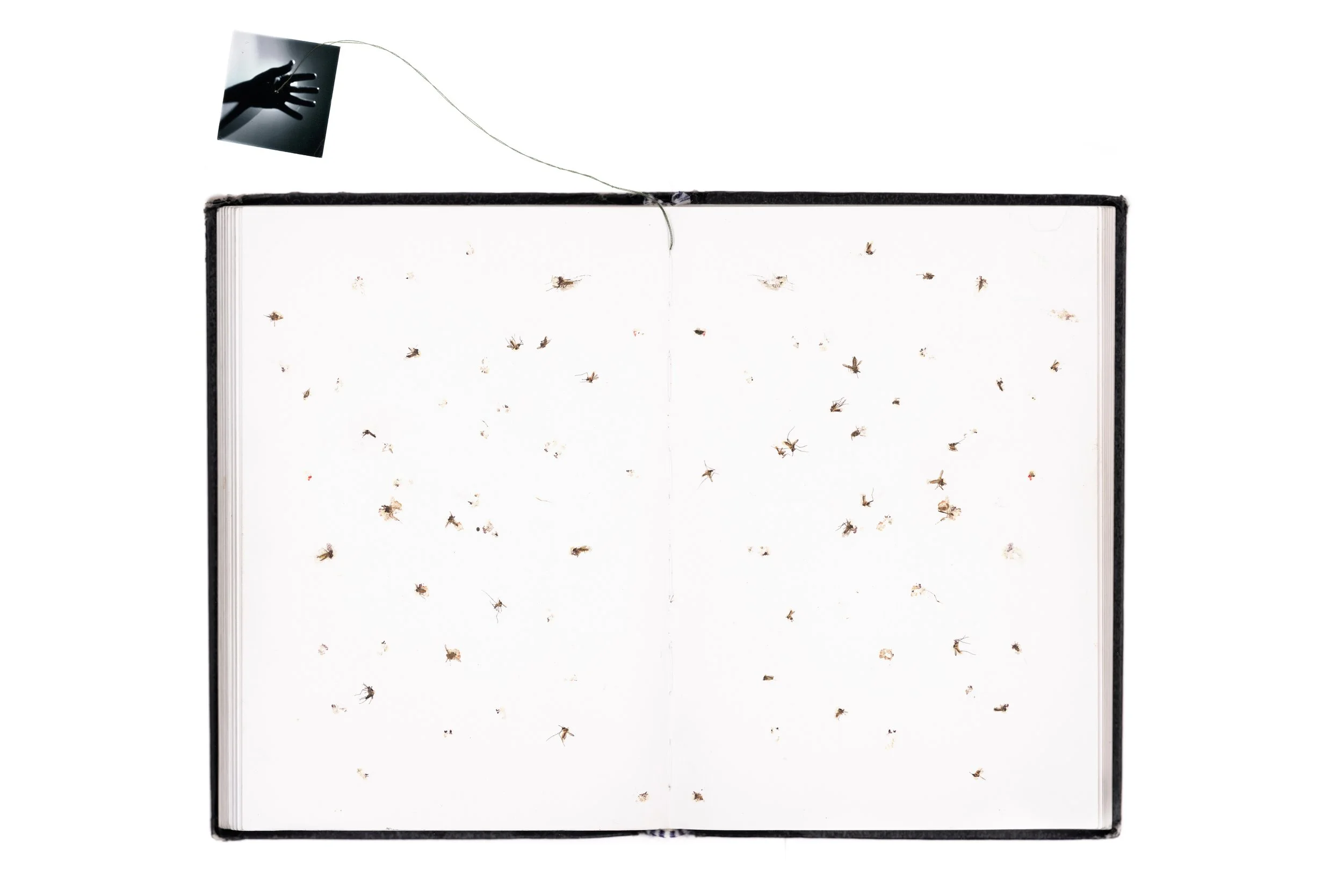 Mosquito archive