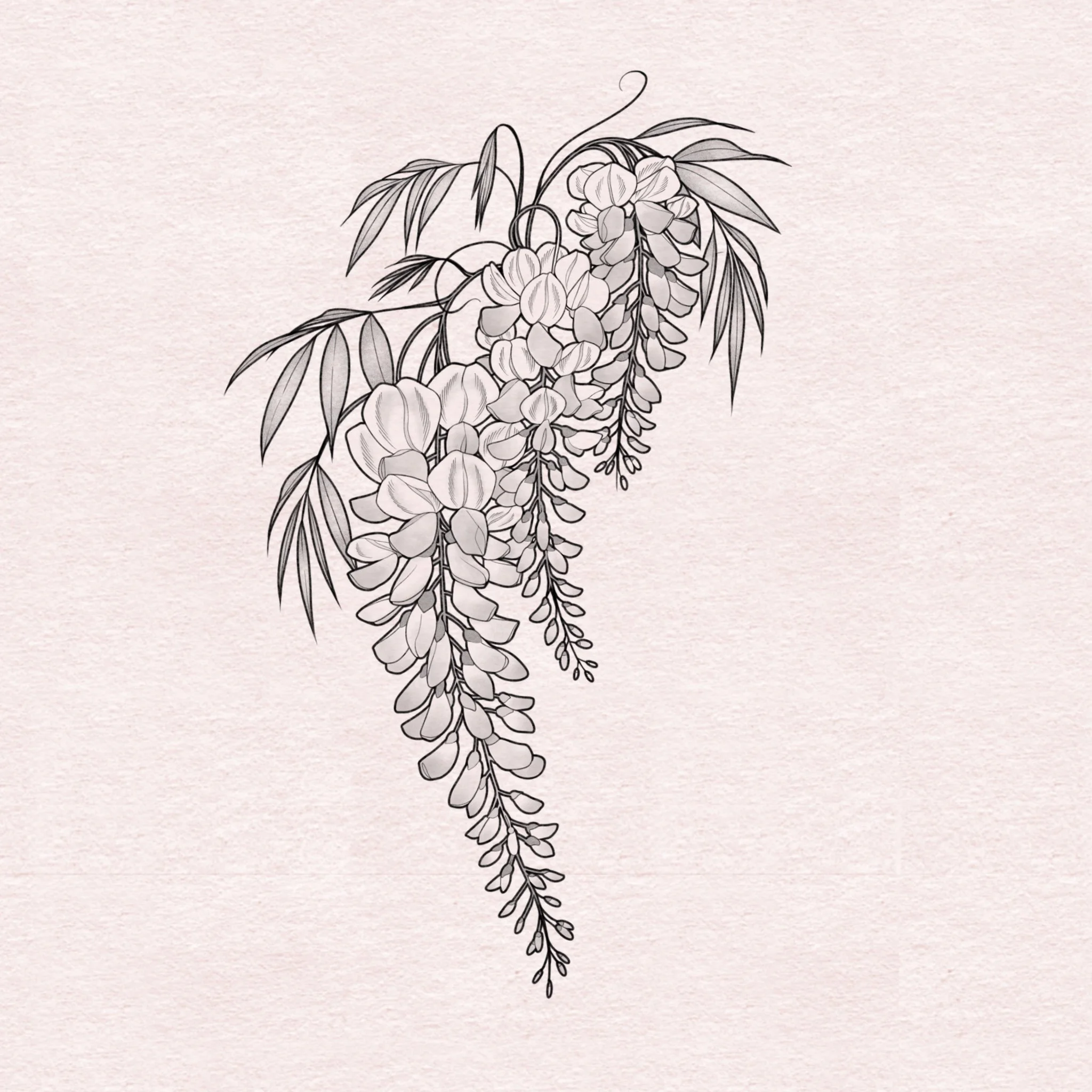 Wisteria II - 10”