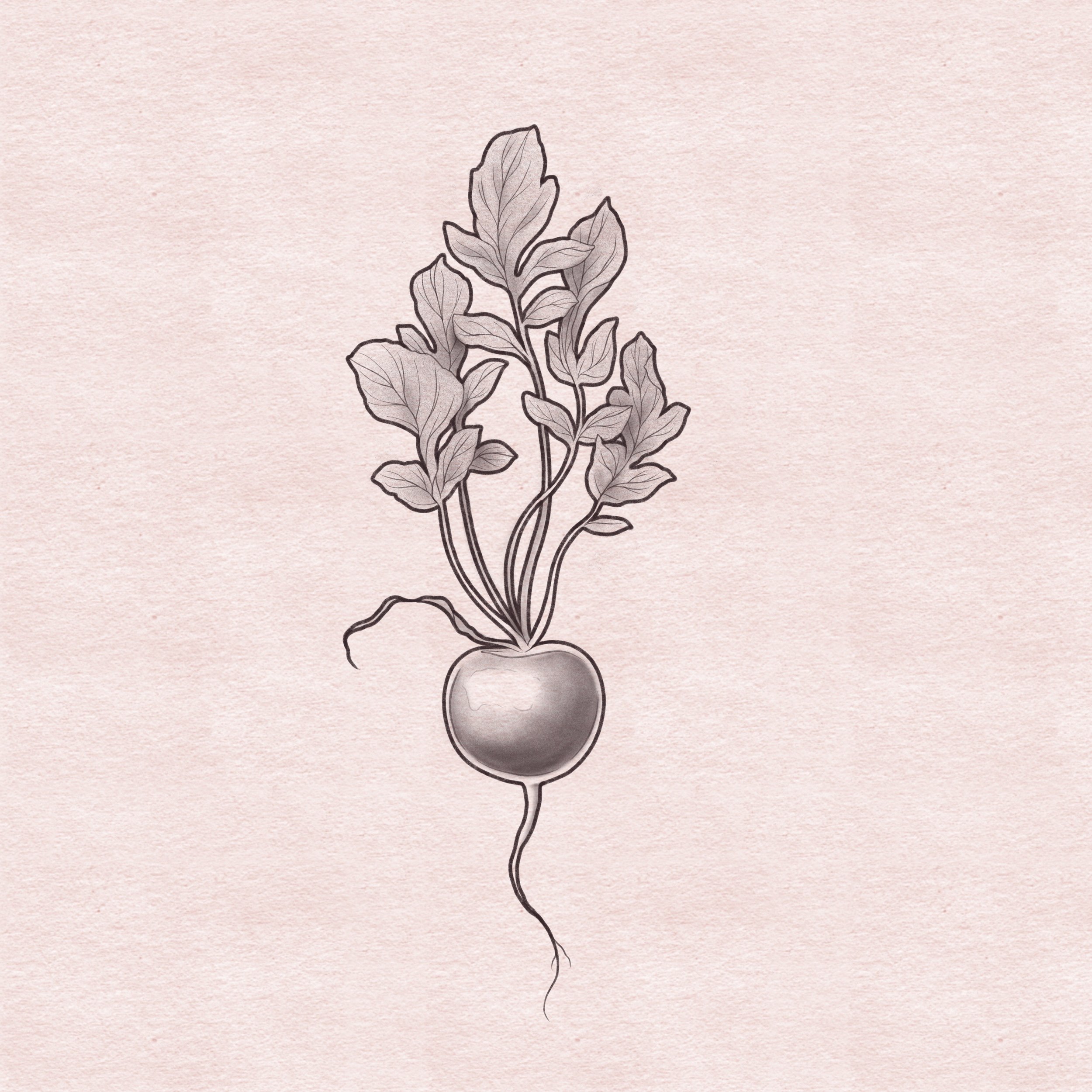 Radish - 5"