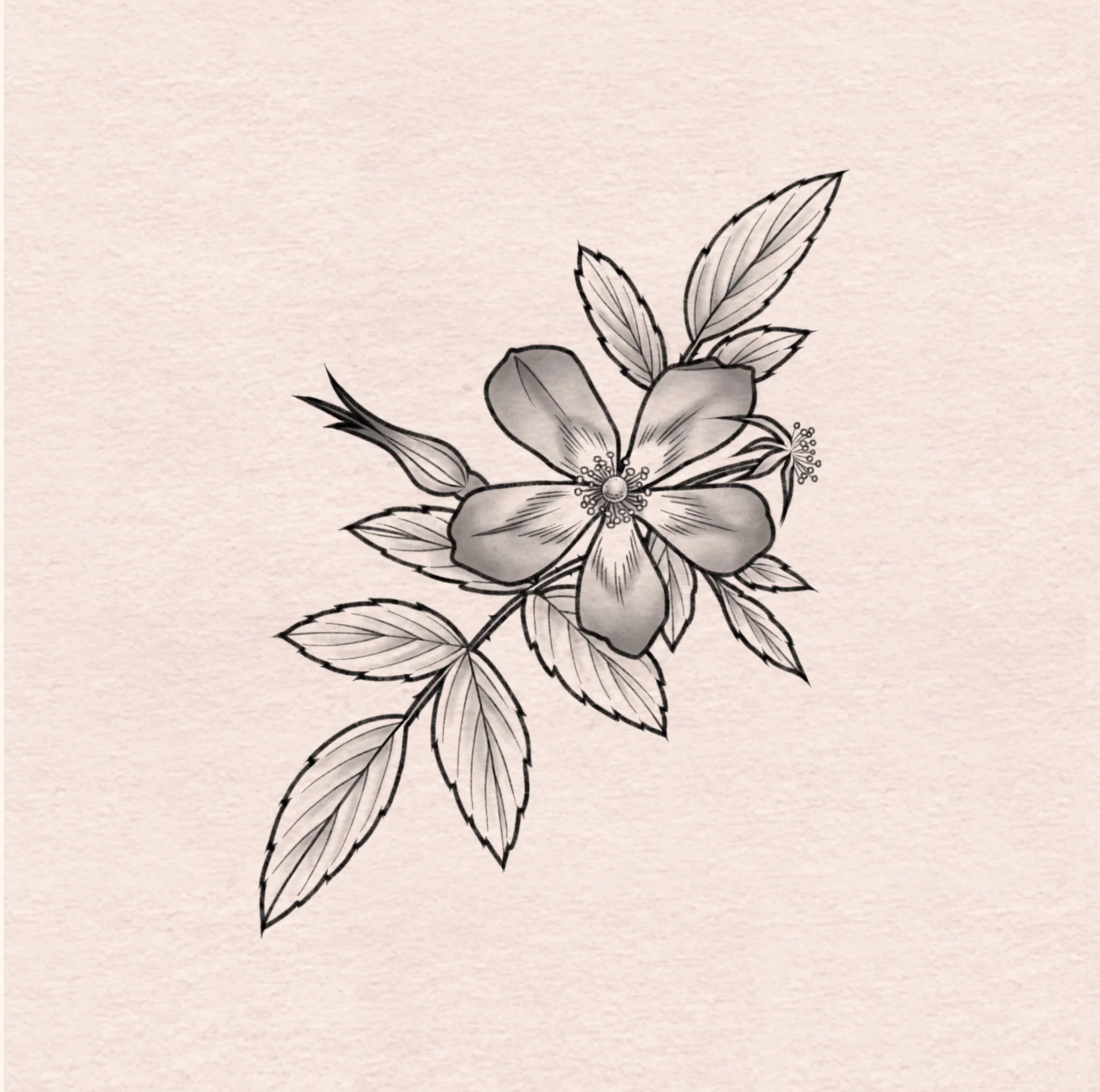 Redleaf rose - 5"