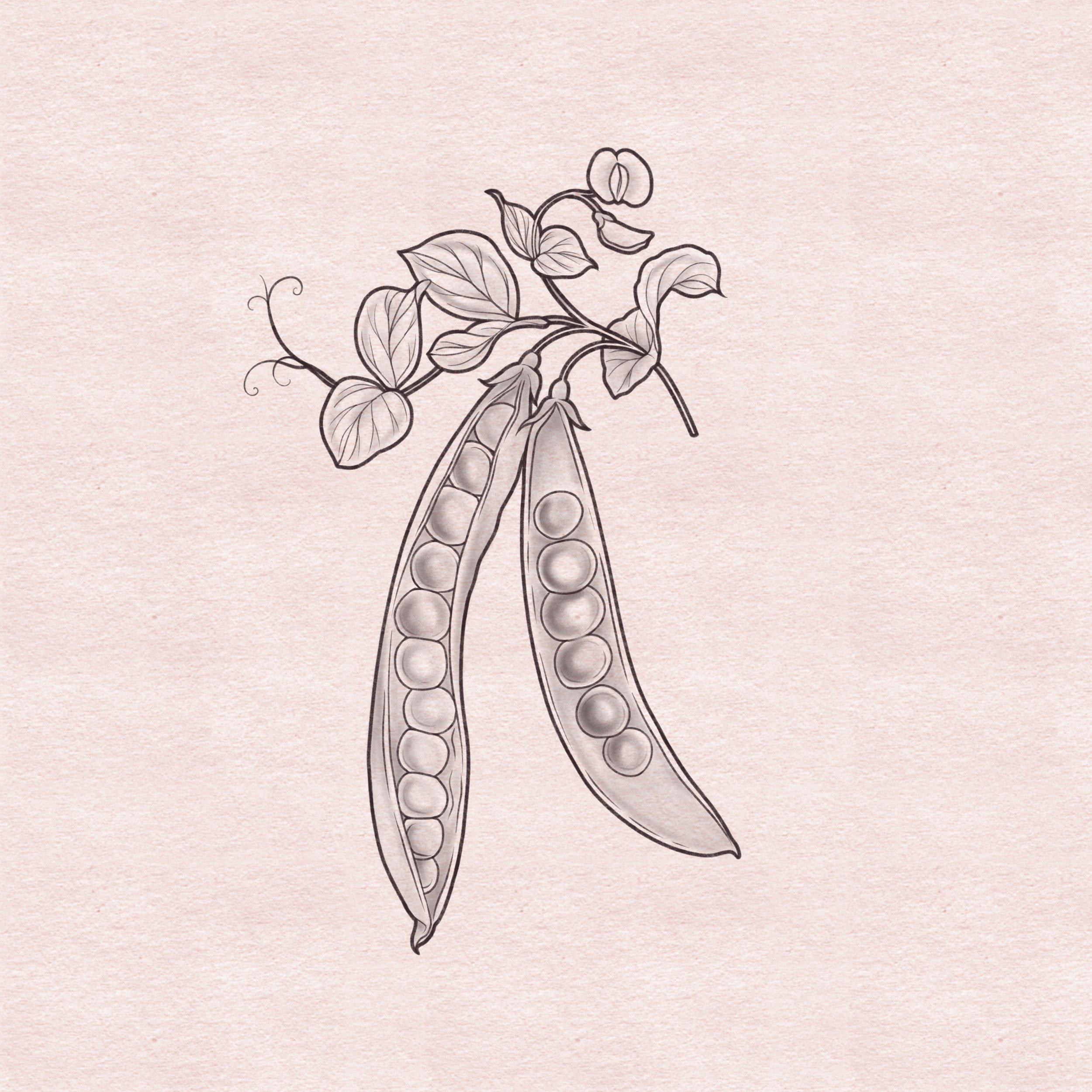 Peas - 5"