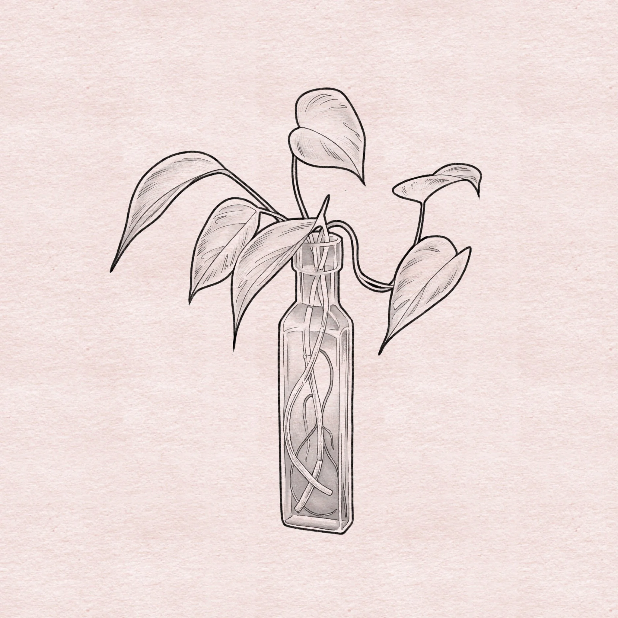 Propagating pothos - 6"