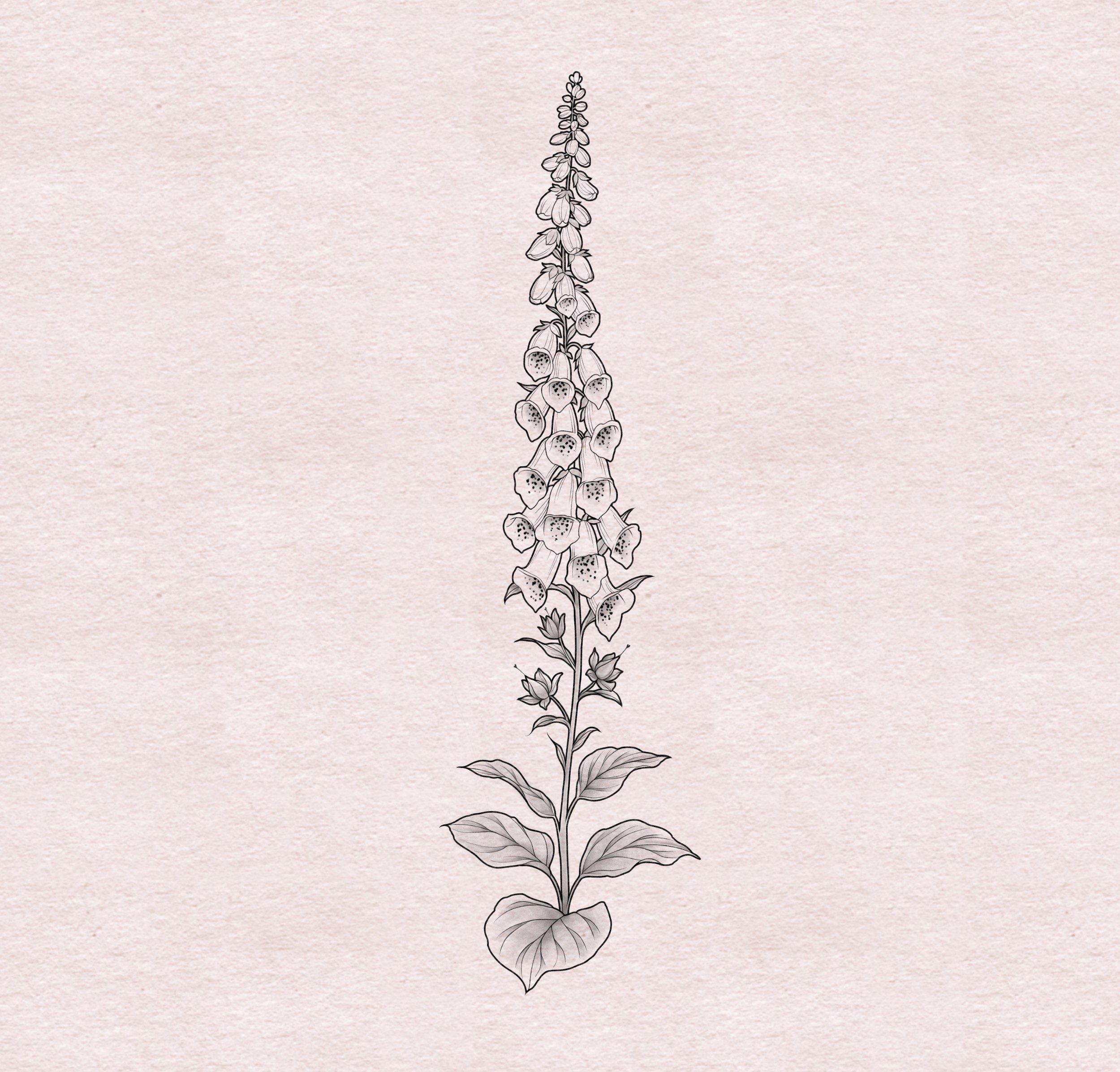 Foxglove - 14"