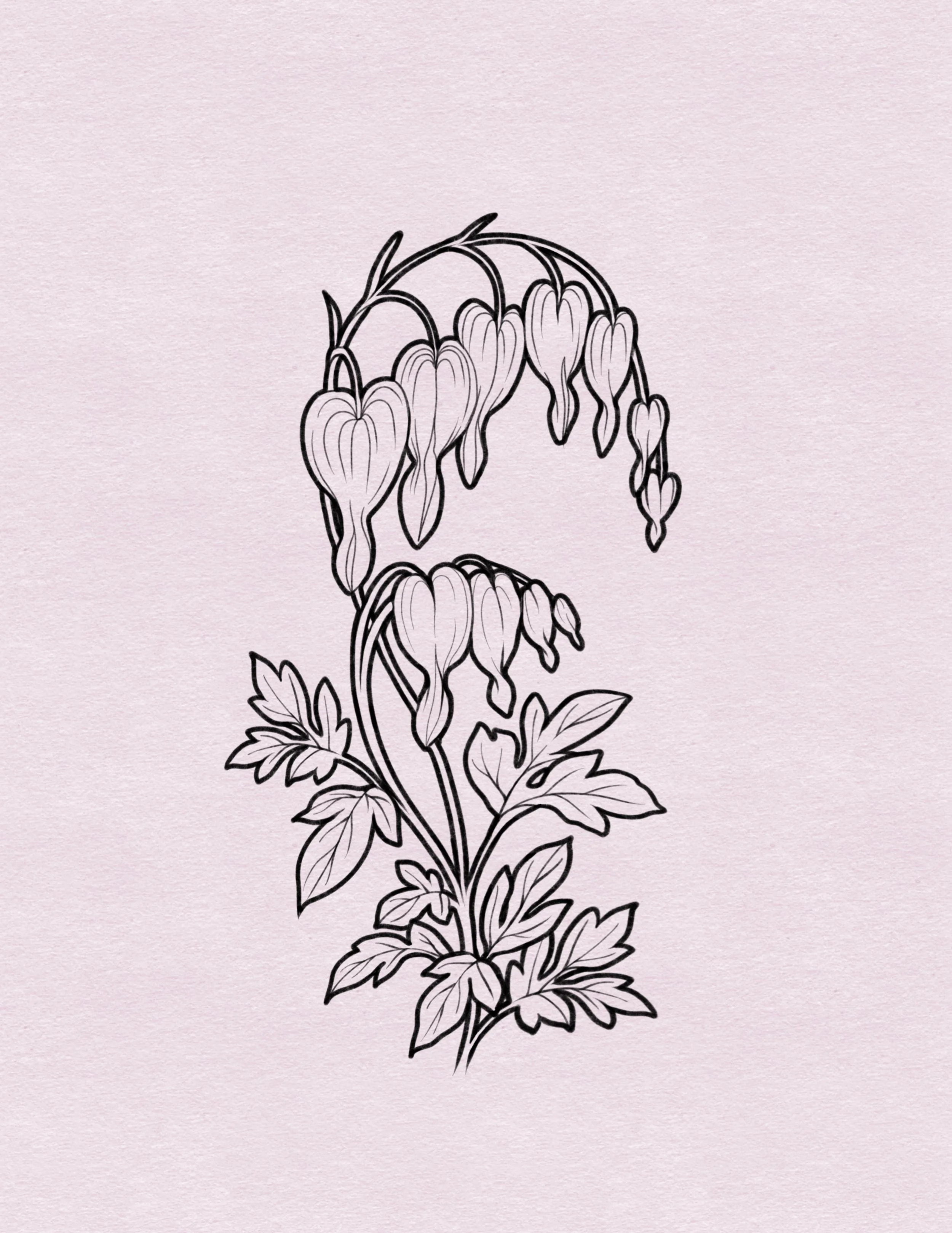 Pacific bleeding hearts - 5"