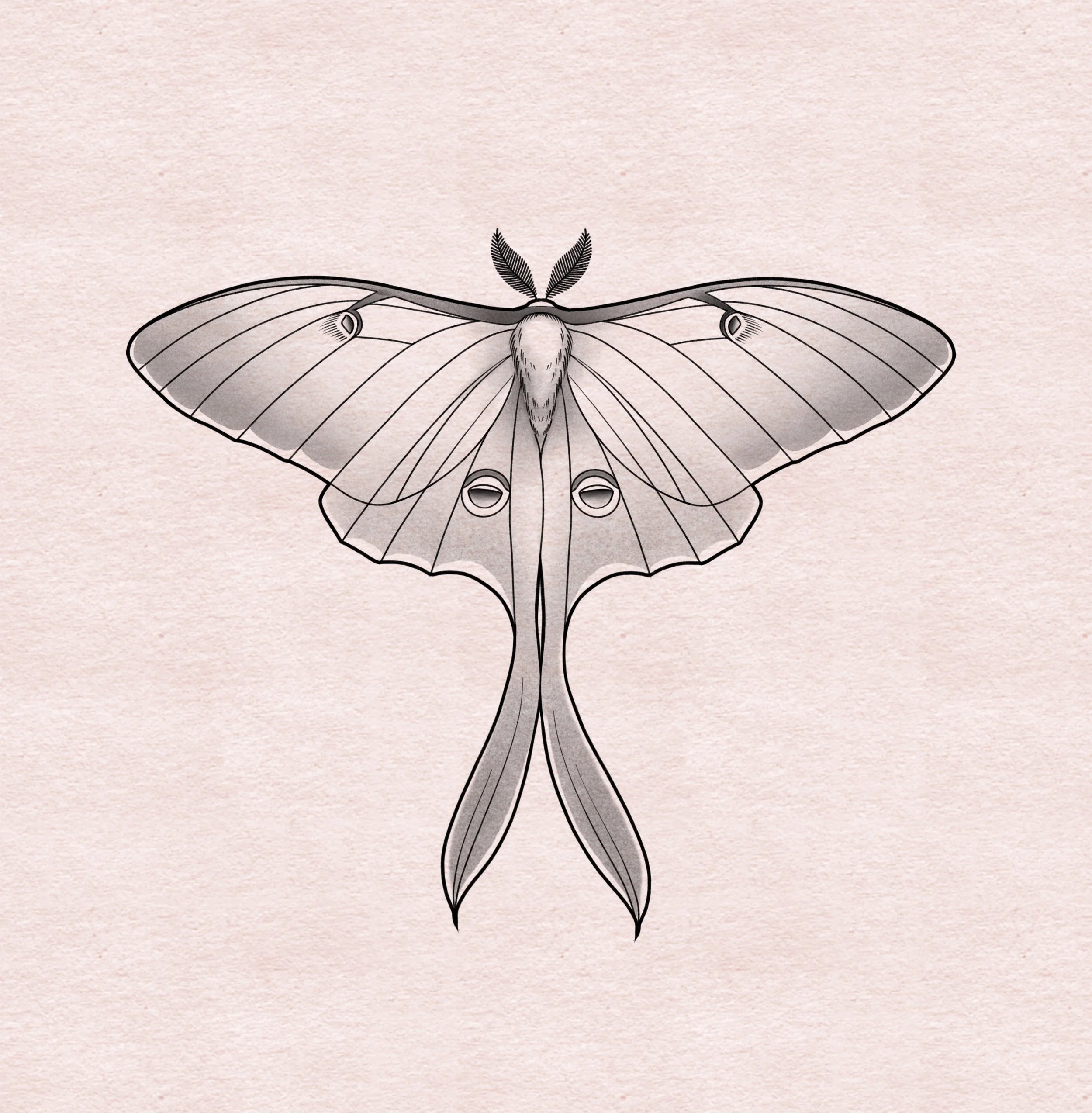 Lunar moth - 5"