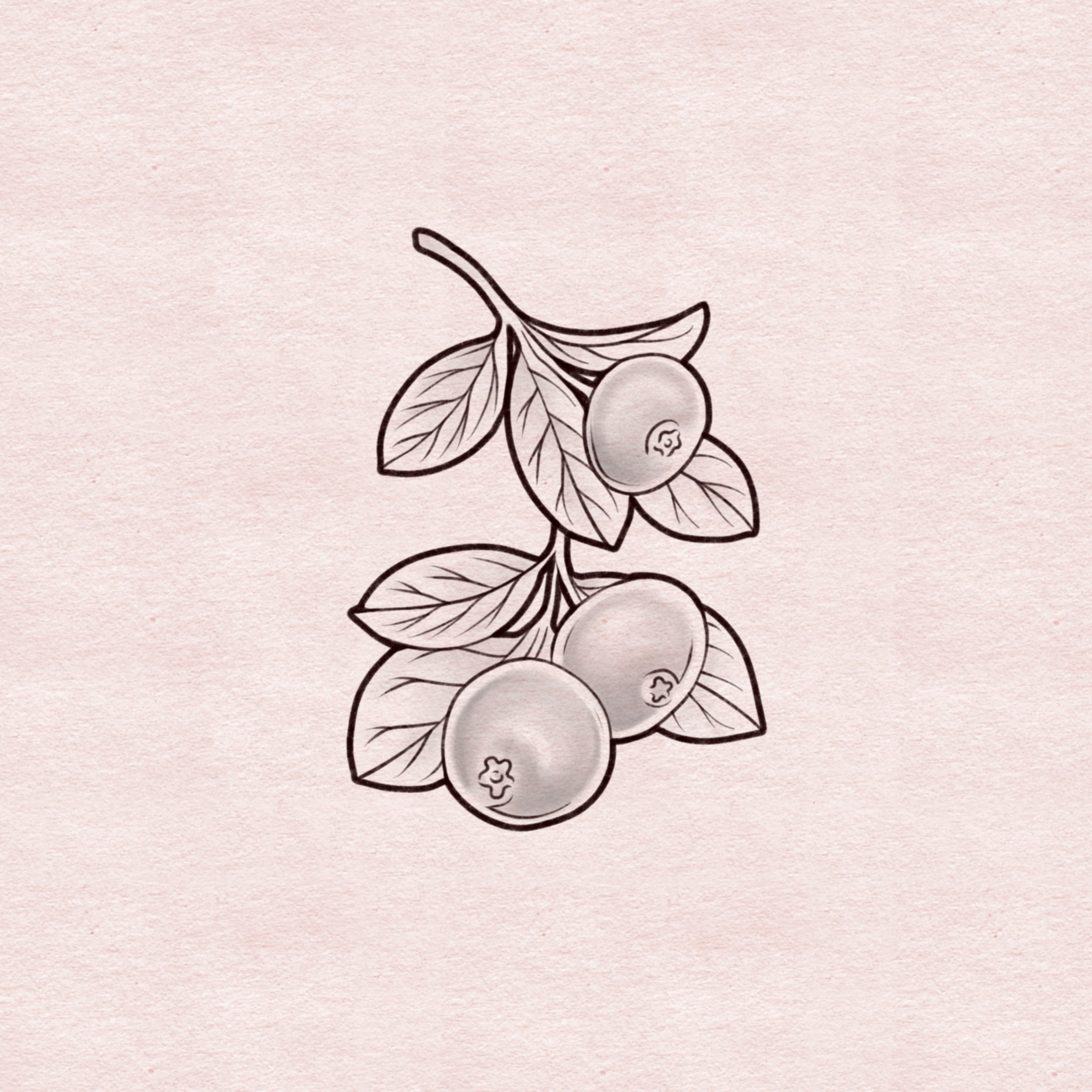 Blueberry sprig - 2.5”