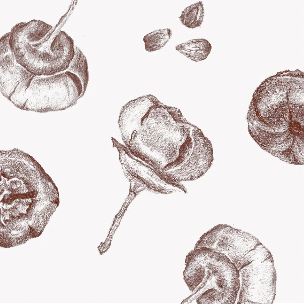 Hawaiian Seed Pod  Surface Pattern repeat