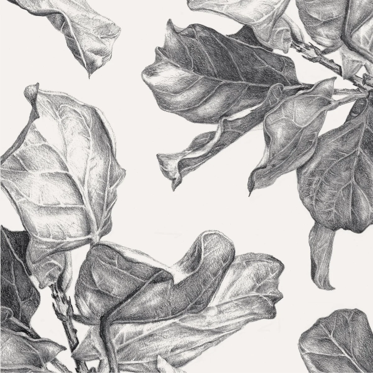 Fiddle Leaf Fig Surface Pattern repeat