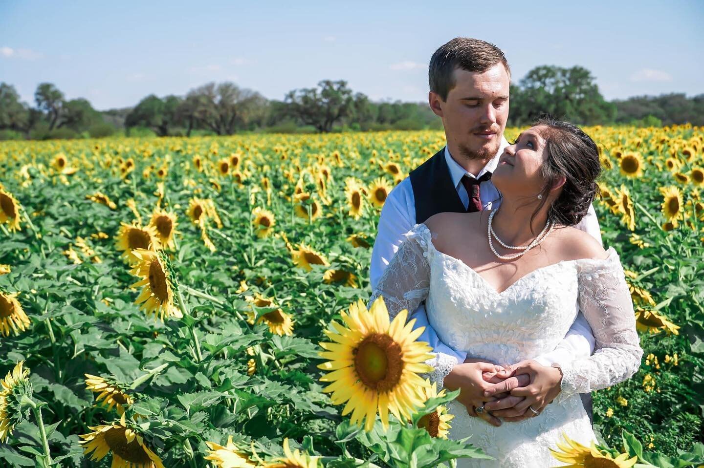 One of the perks of a summer wedding at Valdina Ranch&hellip; the sunflowers are in full bloom and the perfect place for pictures! 🌻🌻