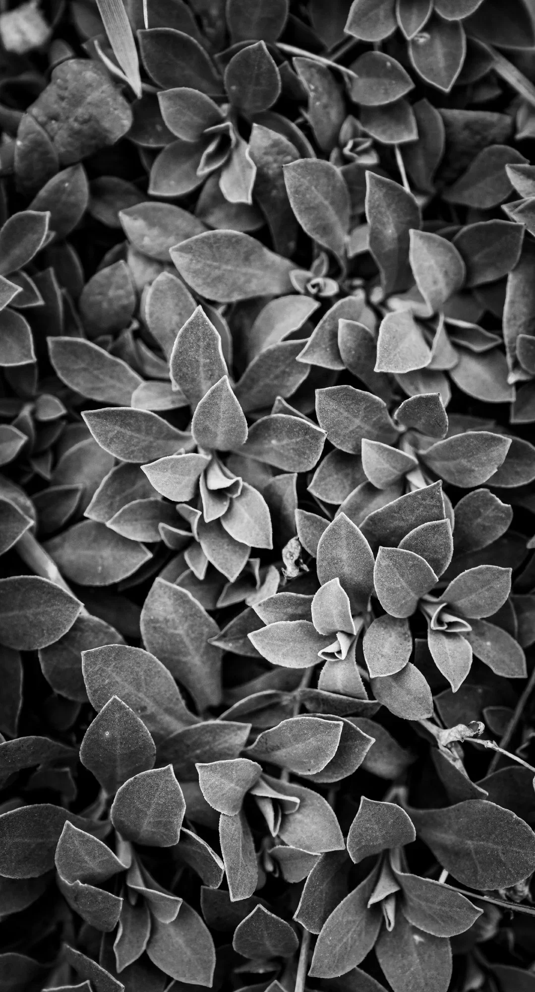 _DSC0859.webp