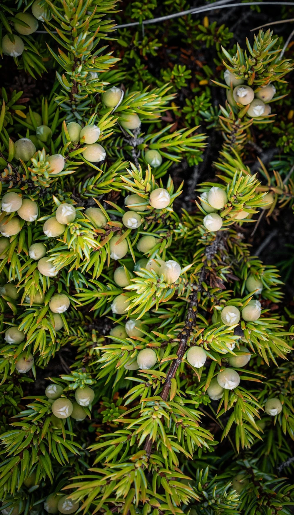 _DSC2300.webp