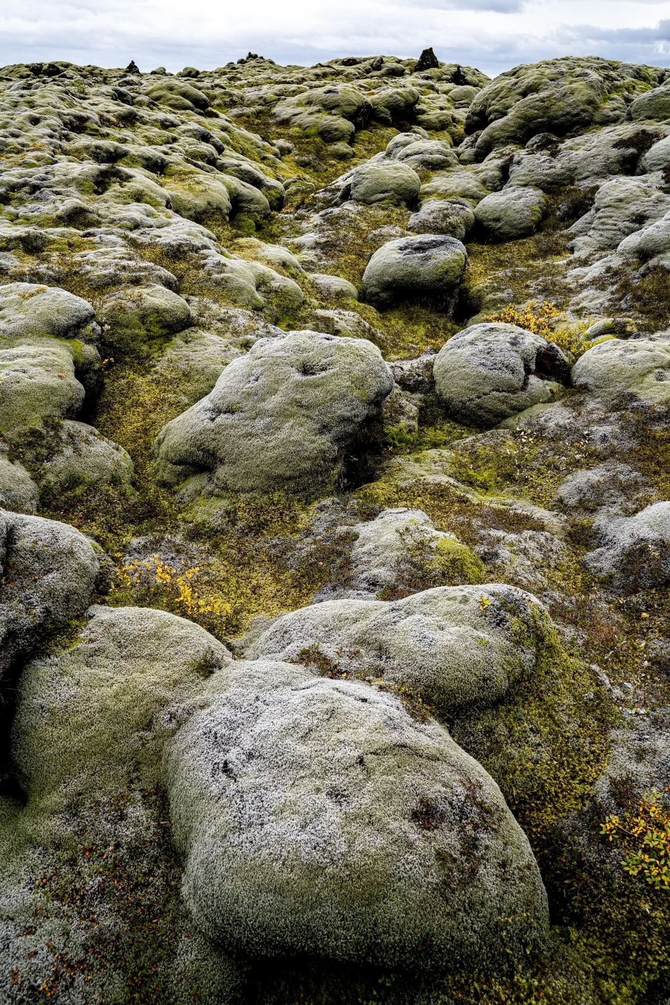 _DSC1135.webp