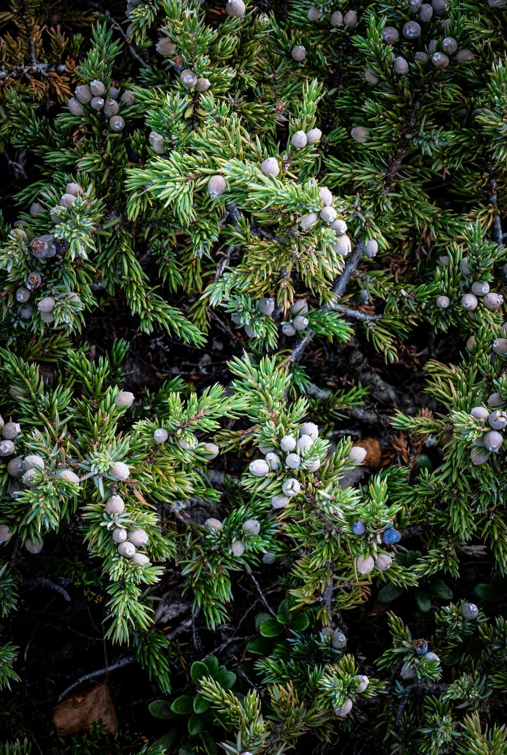 _DSC2255.webp