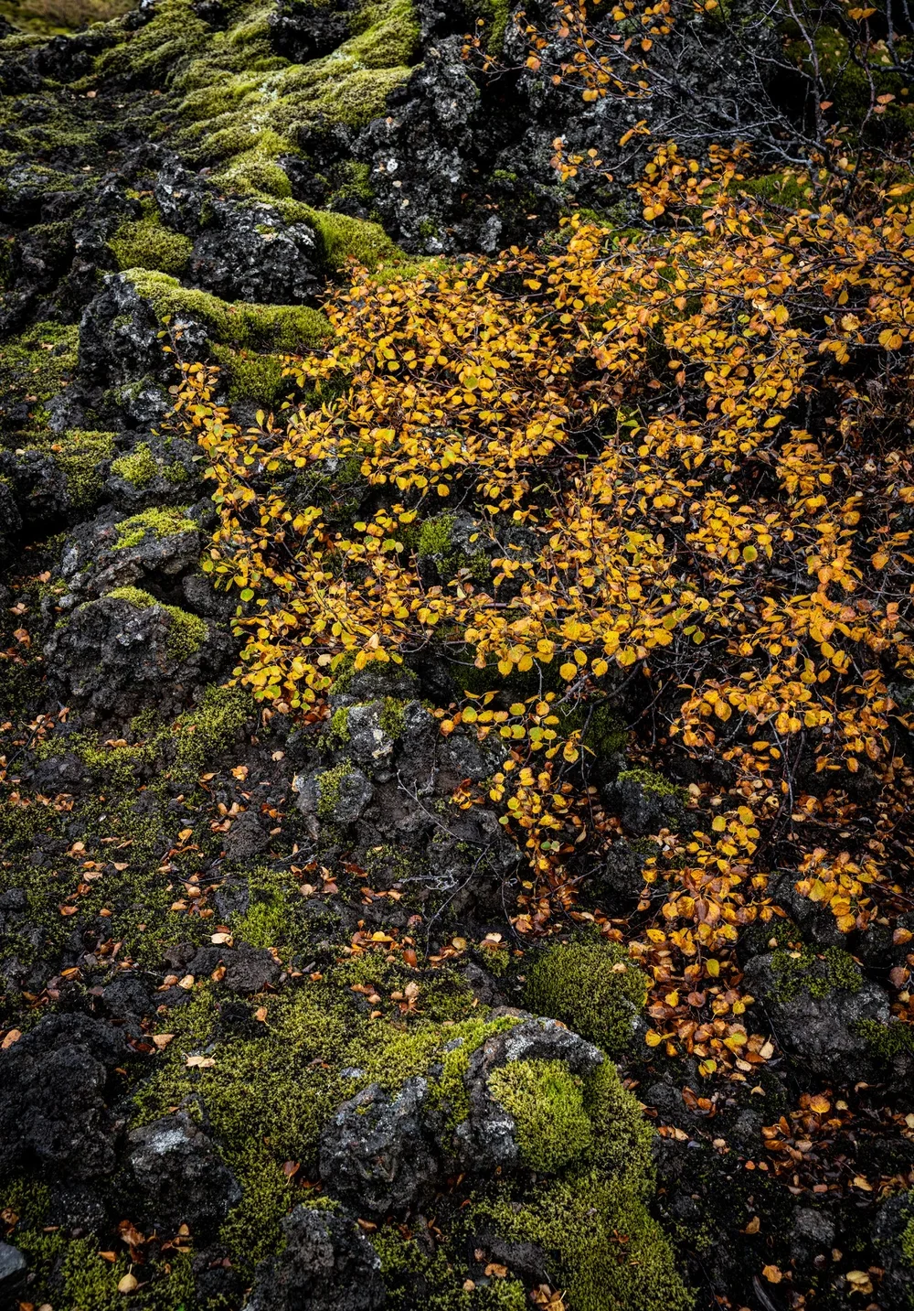 _DSC2949.webp