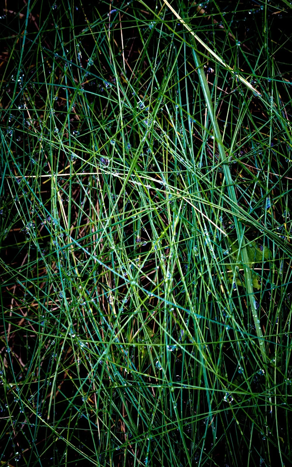 _DSC0094.webp
