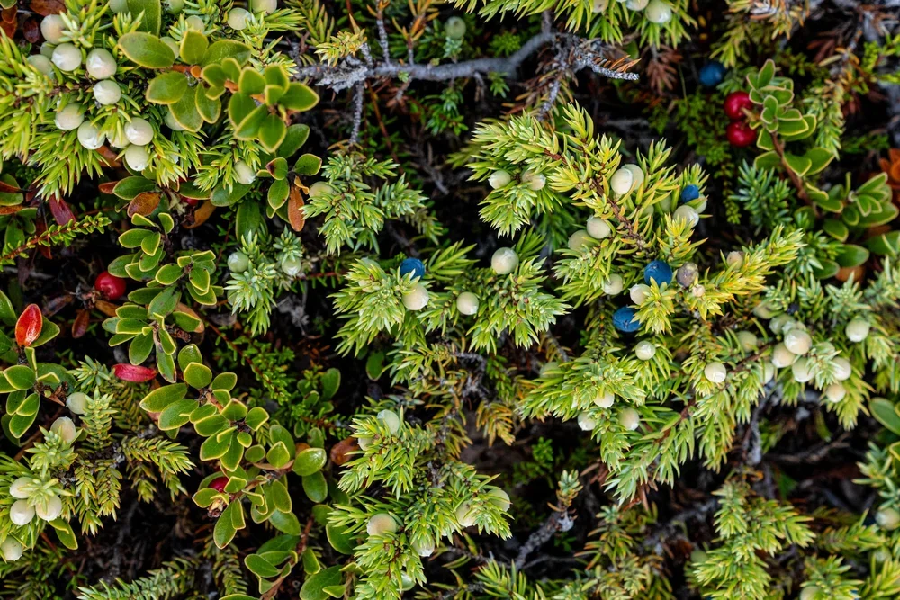 _DSC2299.webp