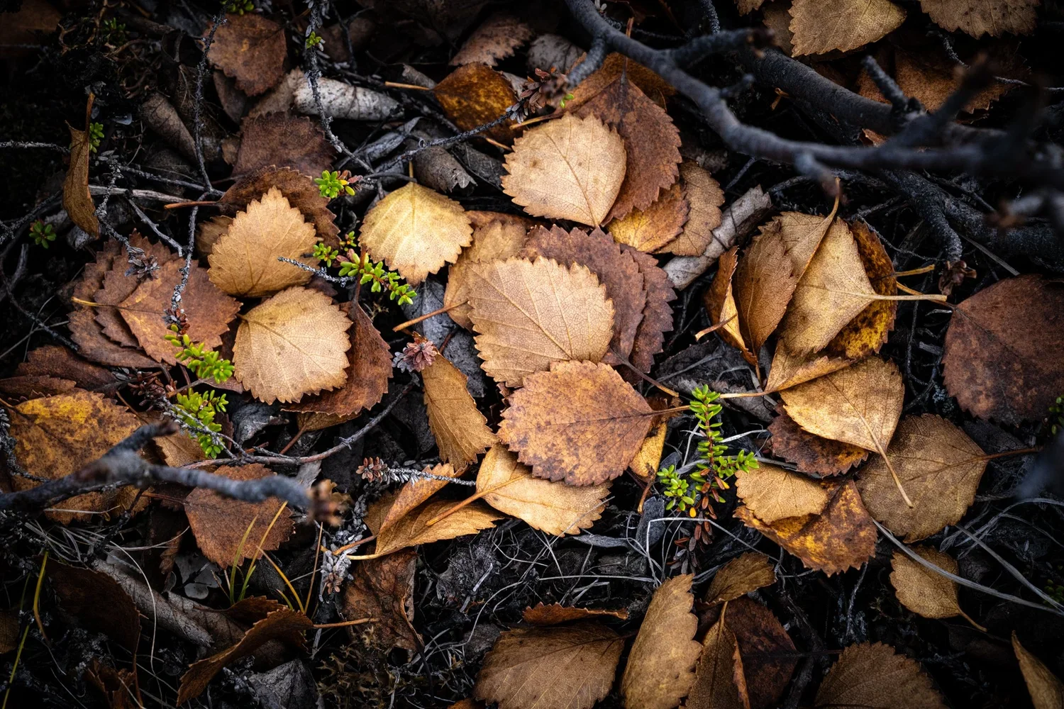 _DSC2240.webp