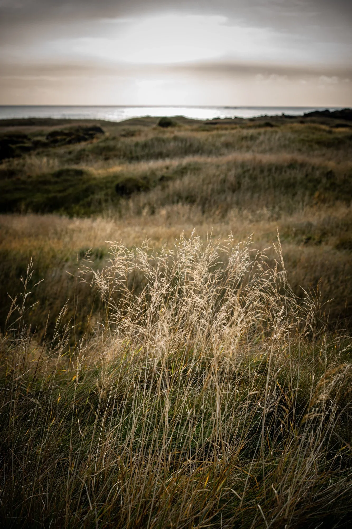 _DSC3145.webp