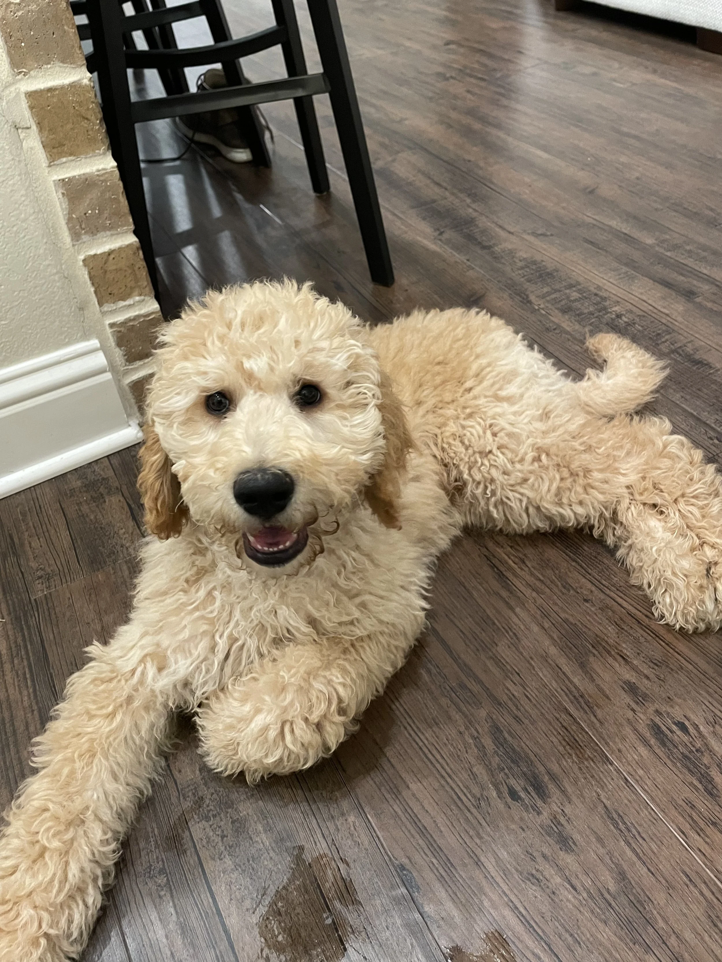 GoldenDoodle