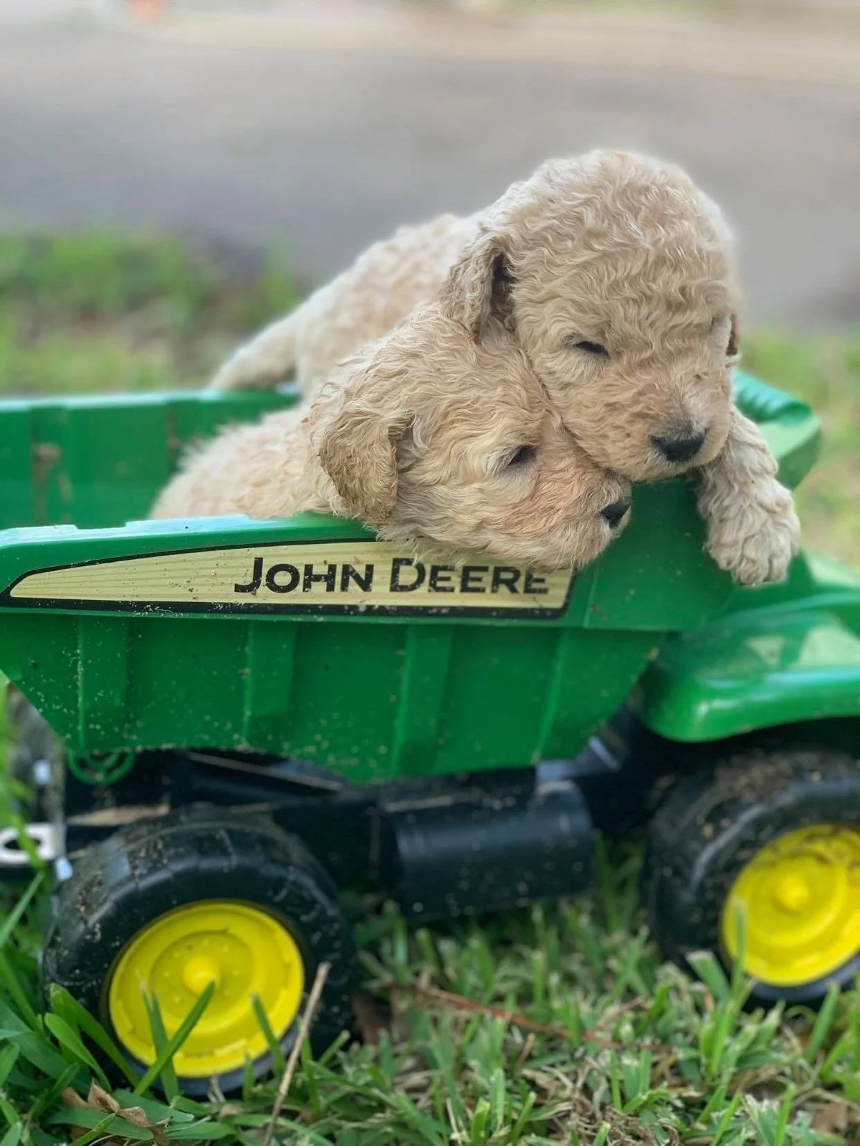 GoldenDoodle
