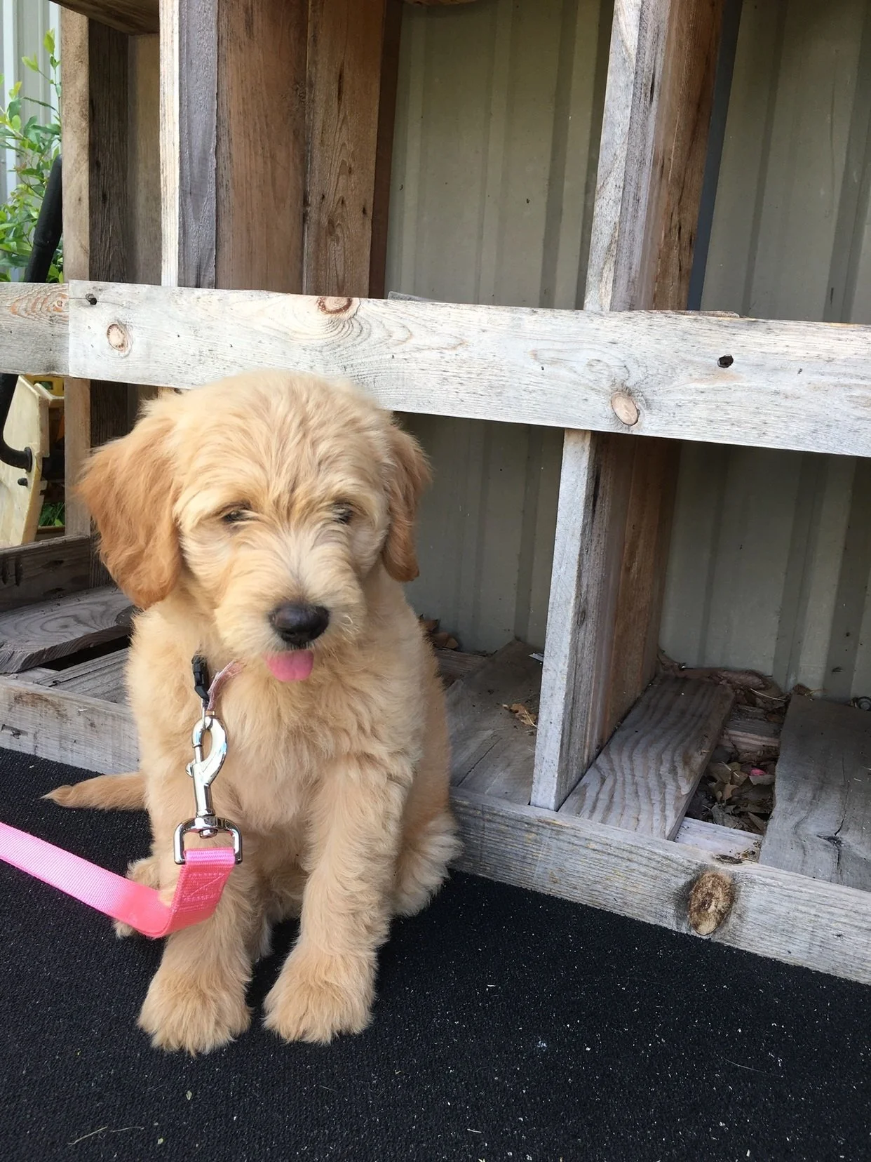 GoldenDoodle