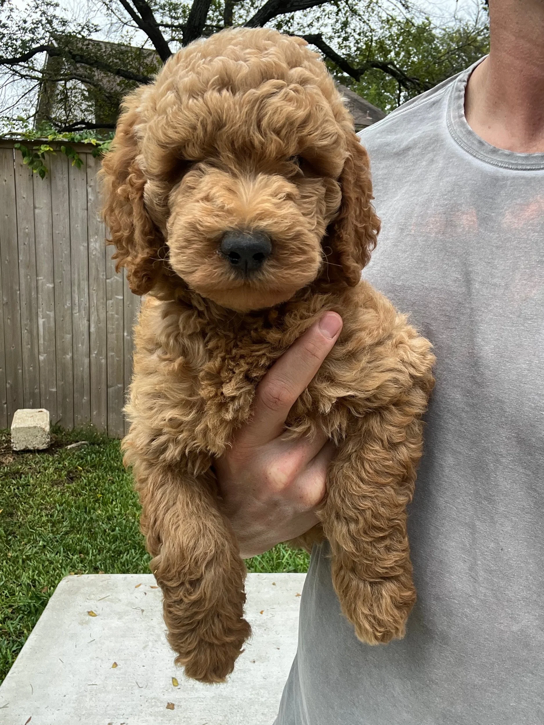 GoldenDoodle