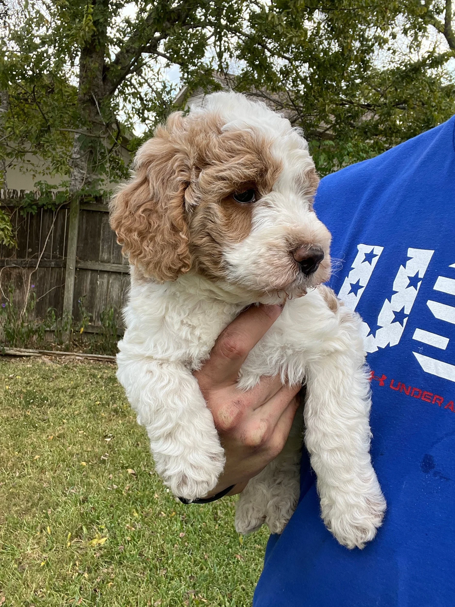 GoldenDoodle
