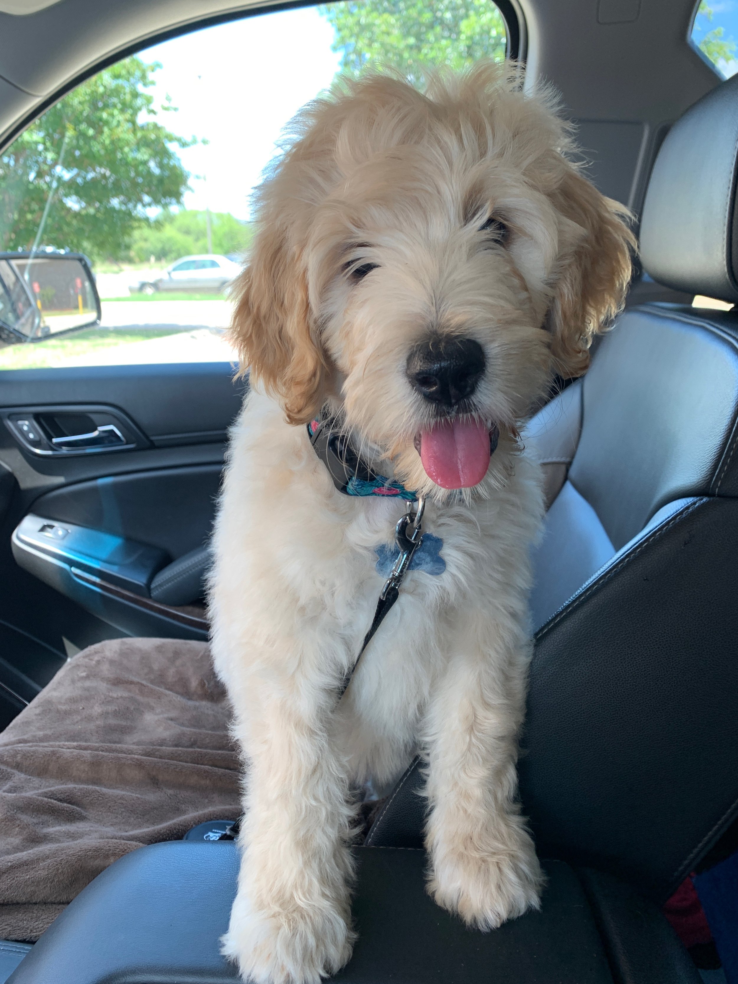 GoldenDoodle