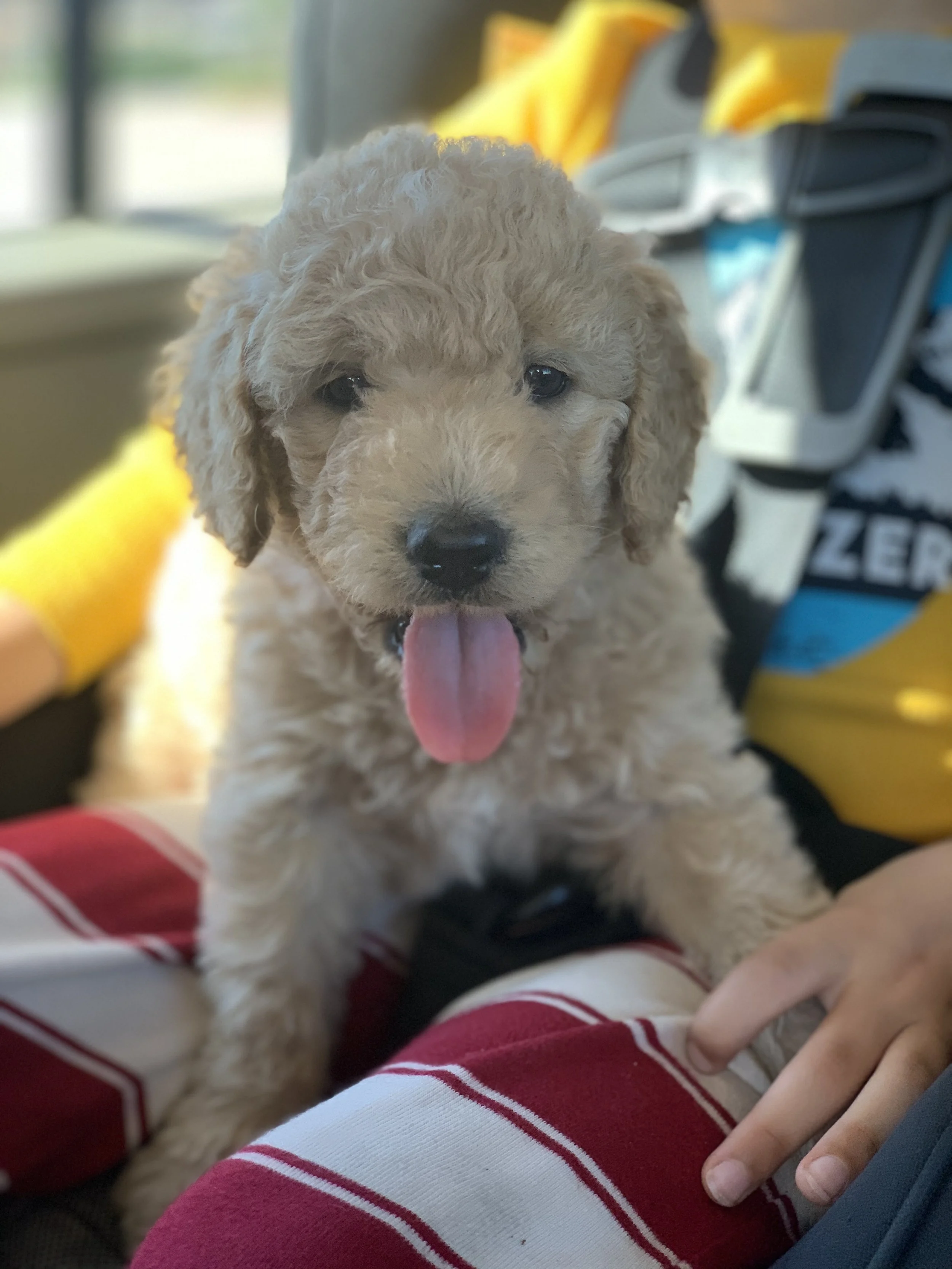 GoldenDoodle